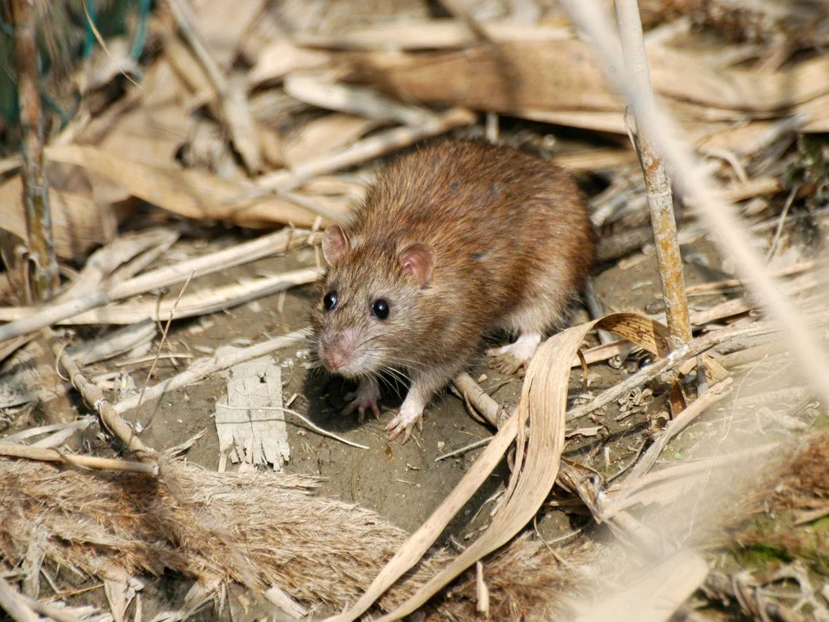 Larousse Rats LE RAT - Anti Nuisible Détection